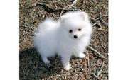 Tea cup Pomeranian puppies for adoption